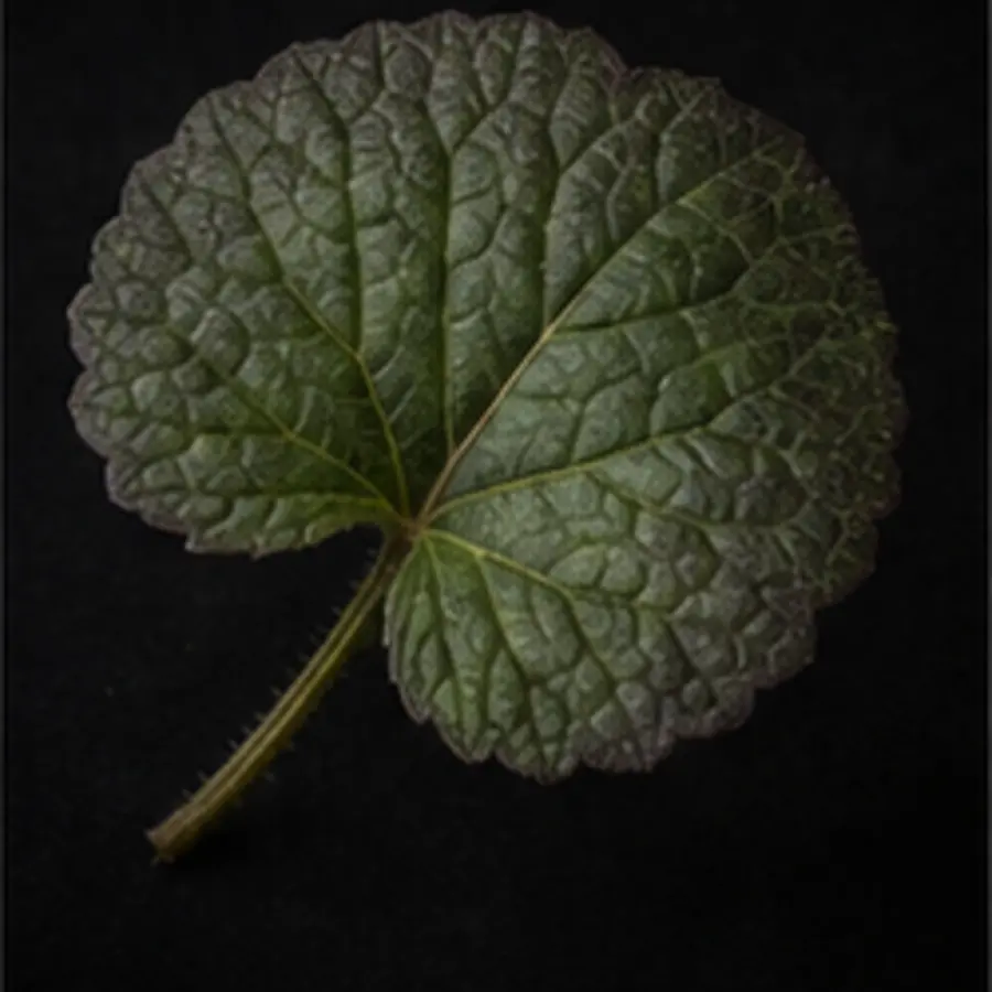 Feuille de violette d’Égypte